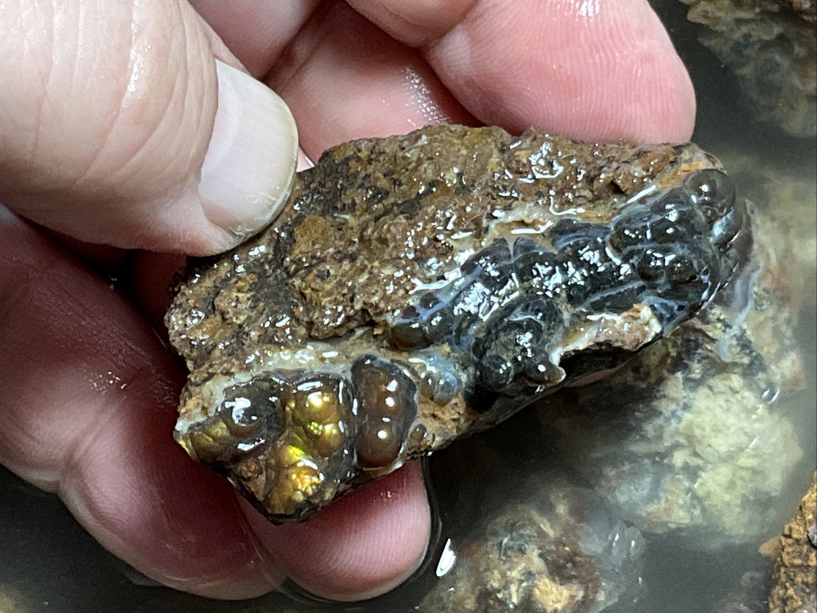 1/4 Pound Fire Agate Choice & Mid Grade Professionally Chosen Colorful Rough Lot