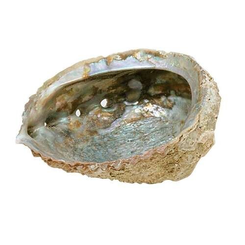 Abalone Shell - Large 5 - 6 Inches