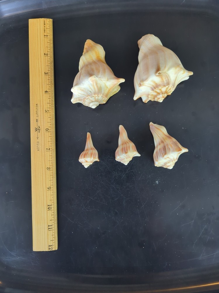 Knobby Whelk shells