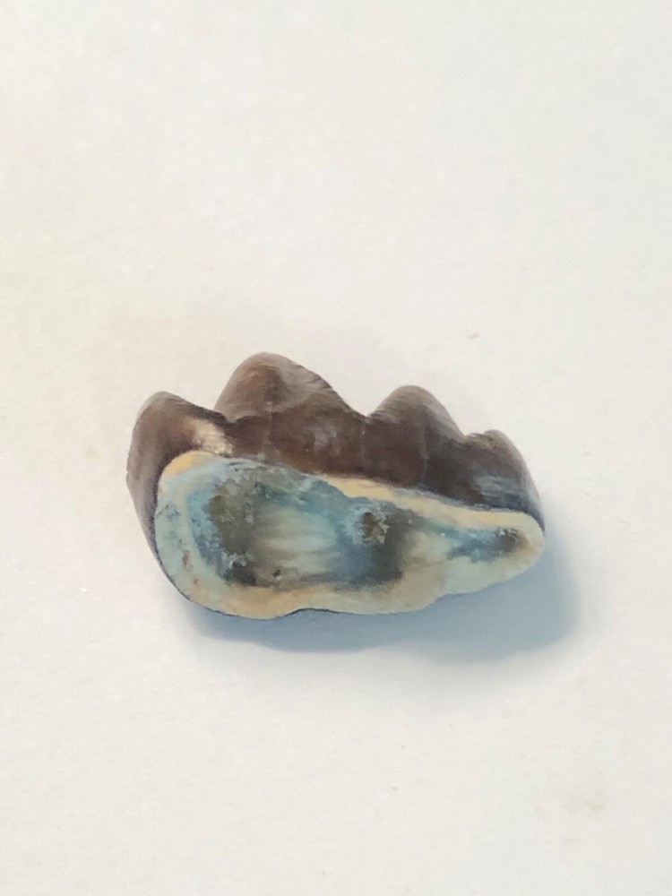 Oreodont "Horse" Teeth 4 Samples Found in Eastern Badlands SD Oligocene *