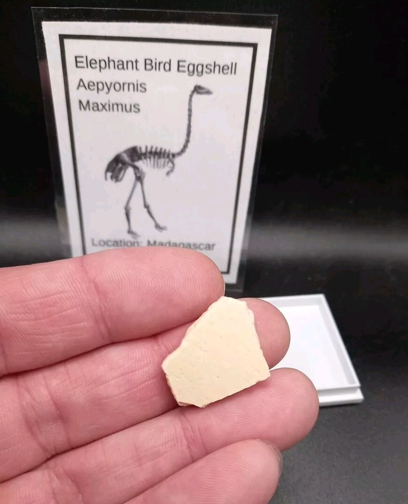 Fossil Elephant Bird Eggshell~Aepyornis~Madagascar Display Case