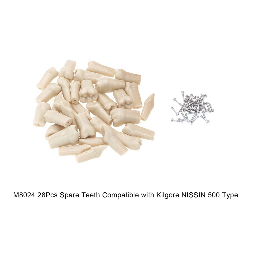 28 Pcs/Bag Dental Teaching Study Model Replacement Screw-in Teeth Tooth Grain