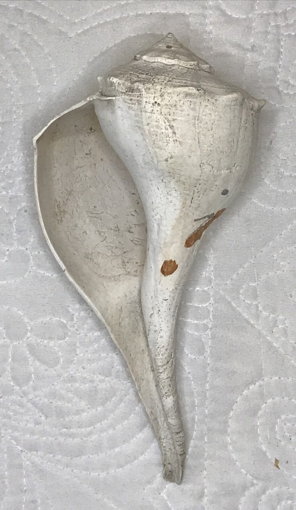 Large WHELK Seashell 6.75” X 3.5” X 2.75” White Cleaned