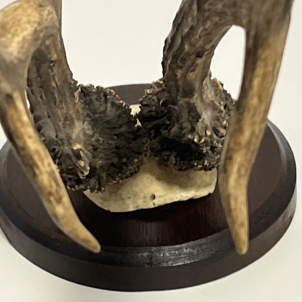 Vintage German Roe Deer Trophy Black Forest Antlers