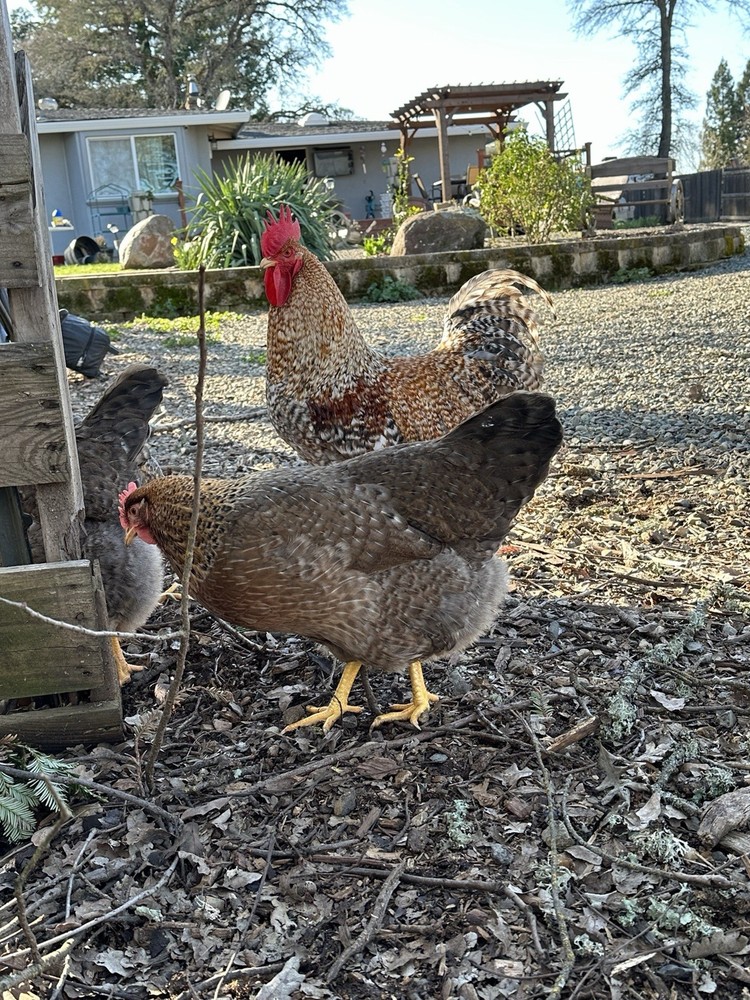 Bielefelder Fertile Hatching Eggs 10+