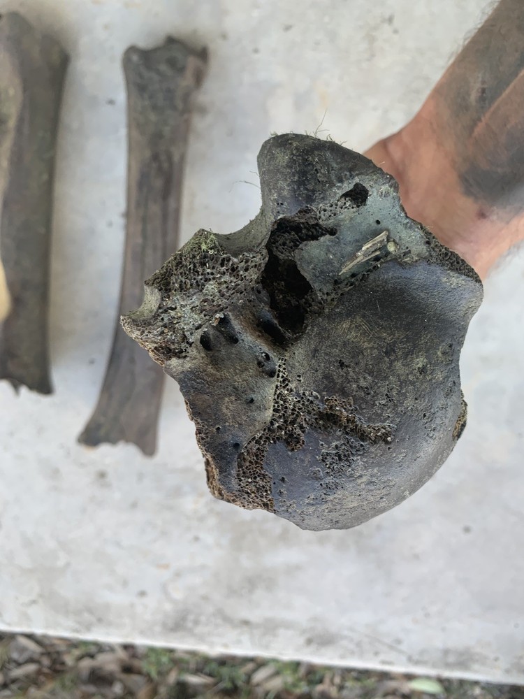 Fossilized Bison Bones