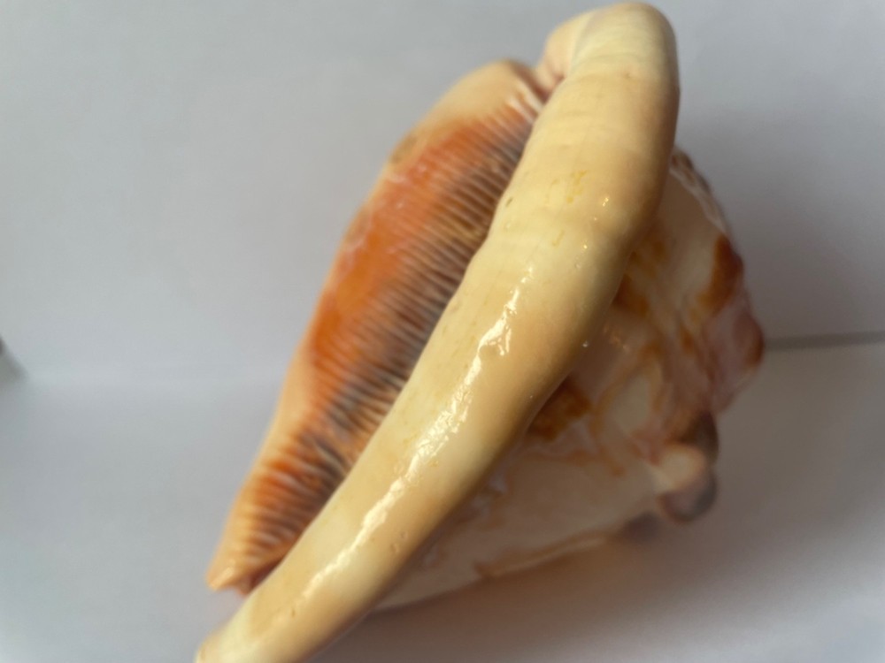 Scrimshaw shell cameo