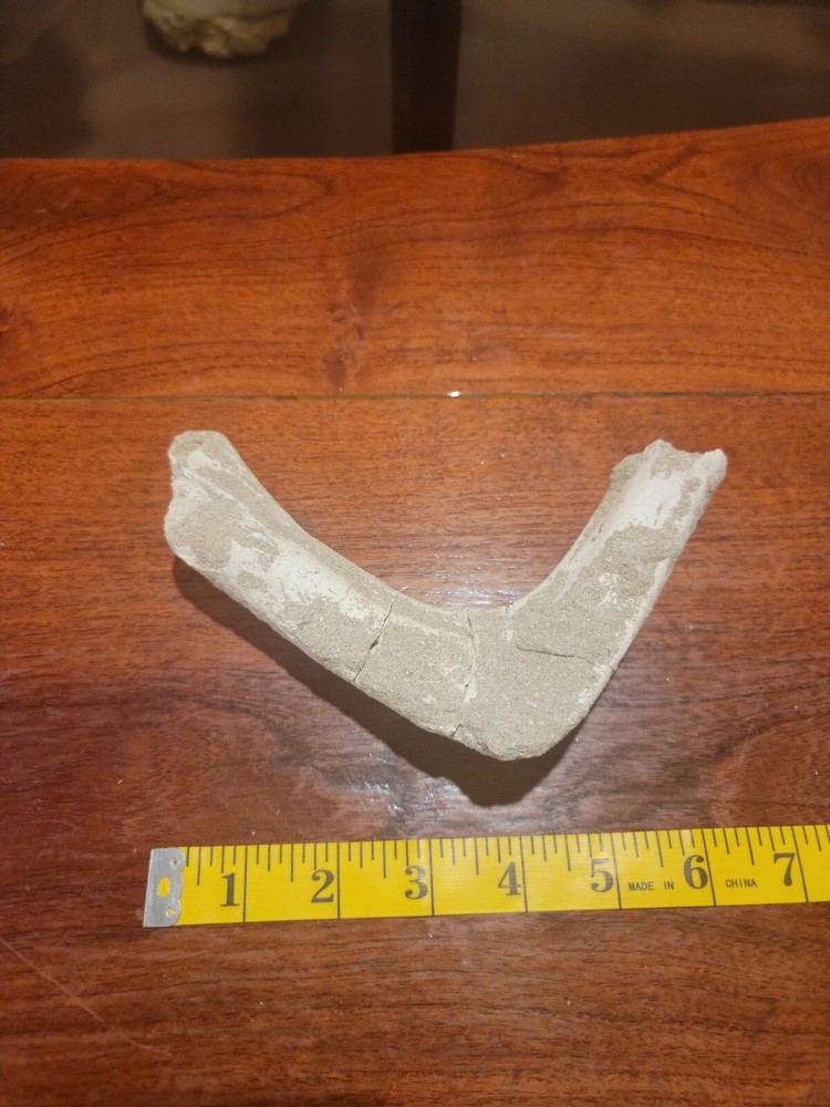 Prehistoric Turtle Jaw