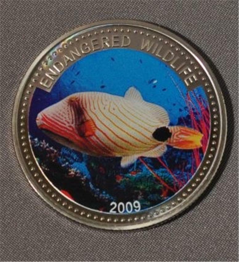 Orange Lined Triggerfish 2009 Palau Cuni Color