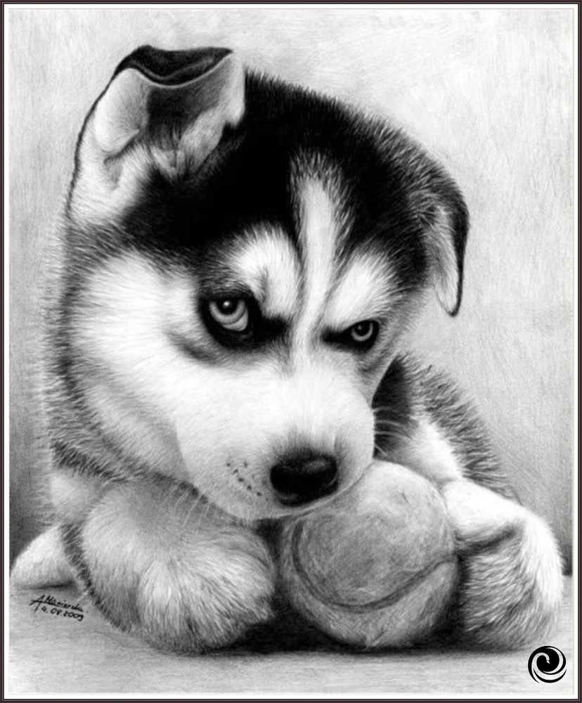 Husky Puppy 941 Chart Counted Cross Stitch Pattern DMC