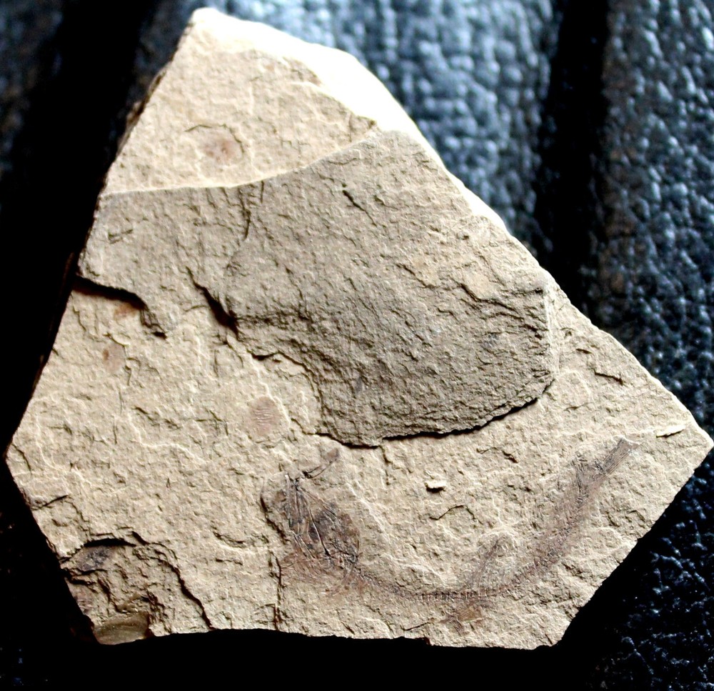 Argentinidae - Oligocene fossil fish