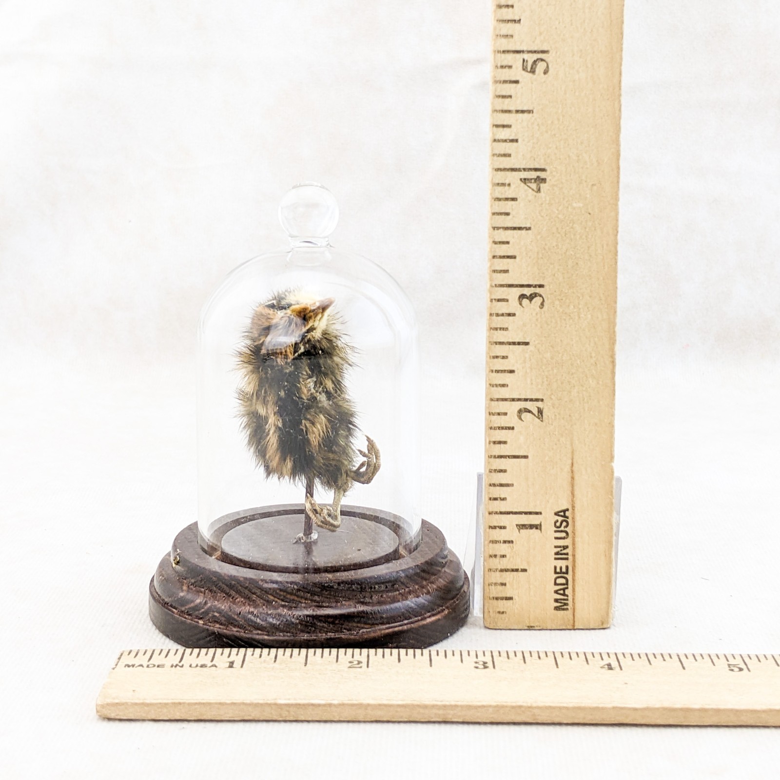 Dancing Quail Chick showcased in Glass Dome Display Taxidermy curiosity decor