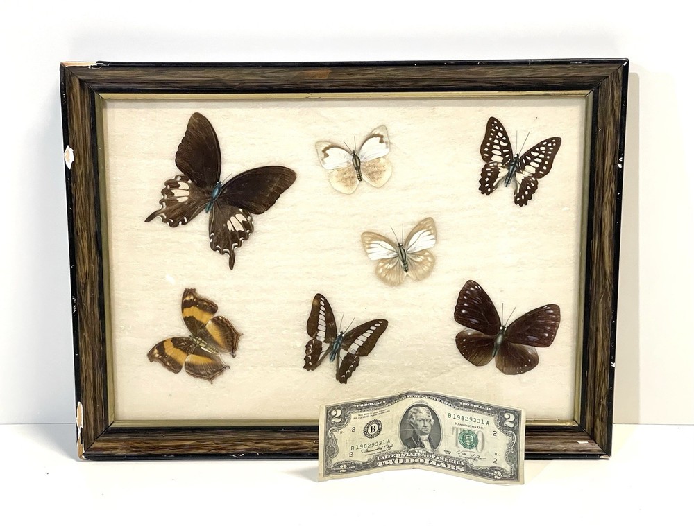 Vintage Butterfly Specimens Framed