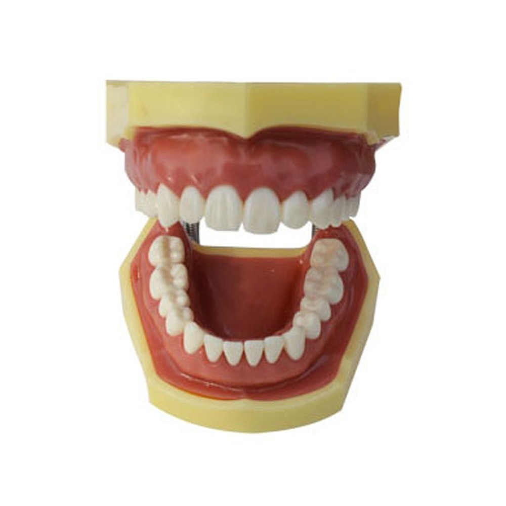 Teeth Model Detachable Dental Practice Teaching Model Simulation Tooth Model