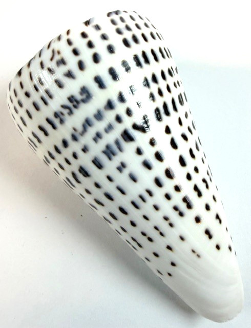 LARGE Conus leopardus 99.5mm Leopard Cone Shell Large Bold spotted pattern