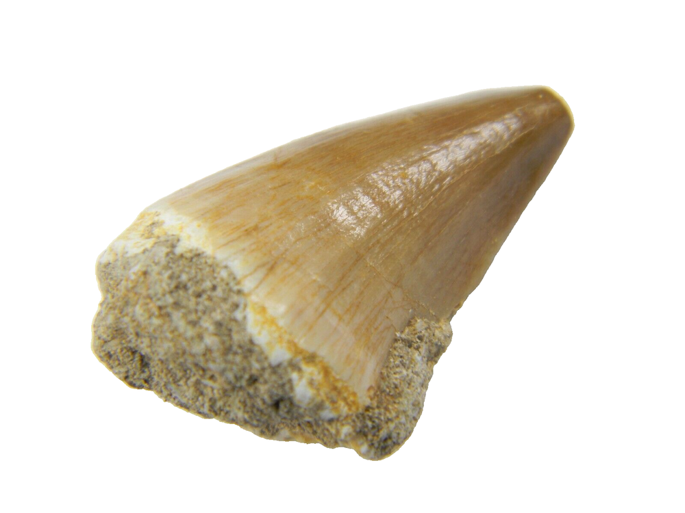 1.05" Fossil Mosasaur (Prognathodon) Tooth - Morocco