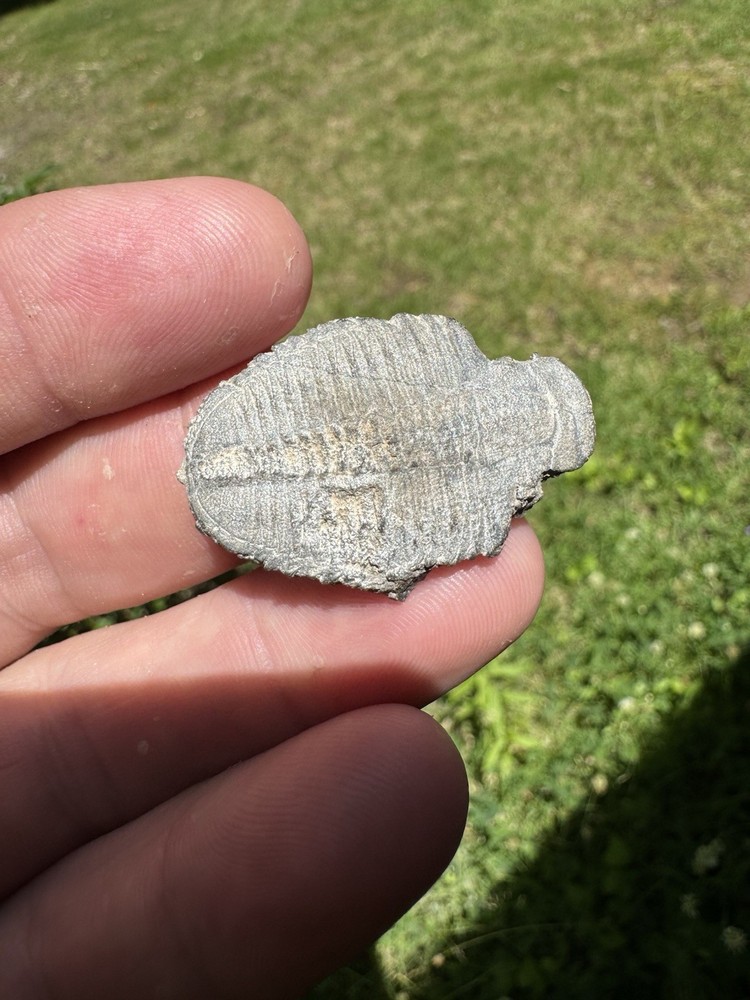 Awesome Trilobite Fossil