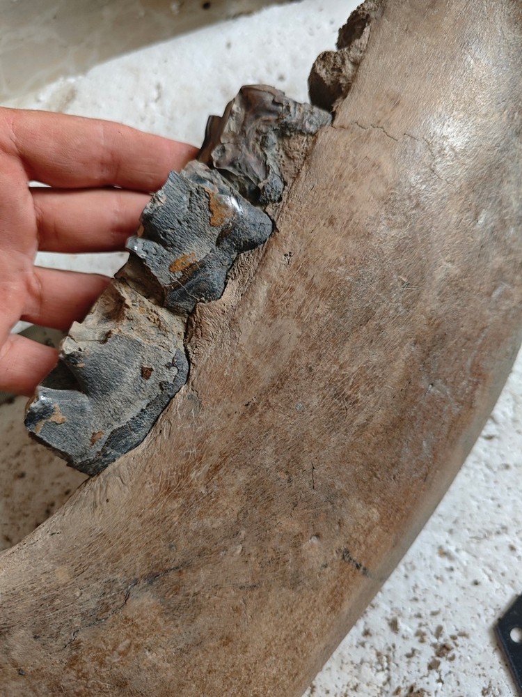 Ice Age Tooth Fossils - Ancient Fossil Specimens about