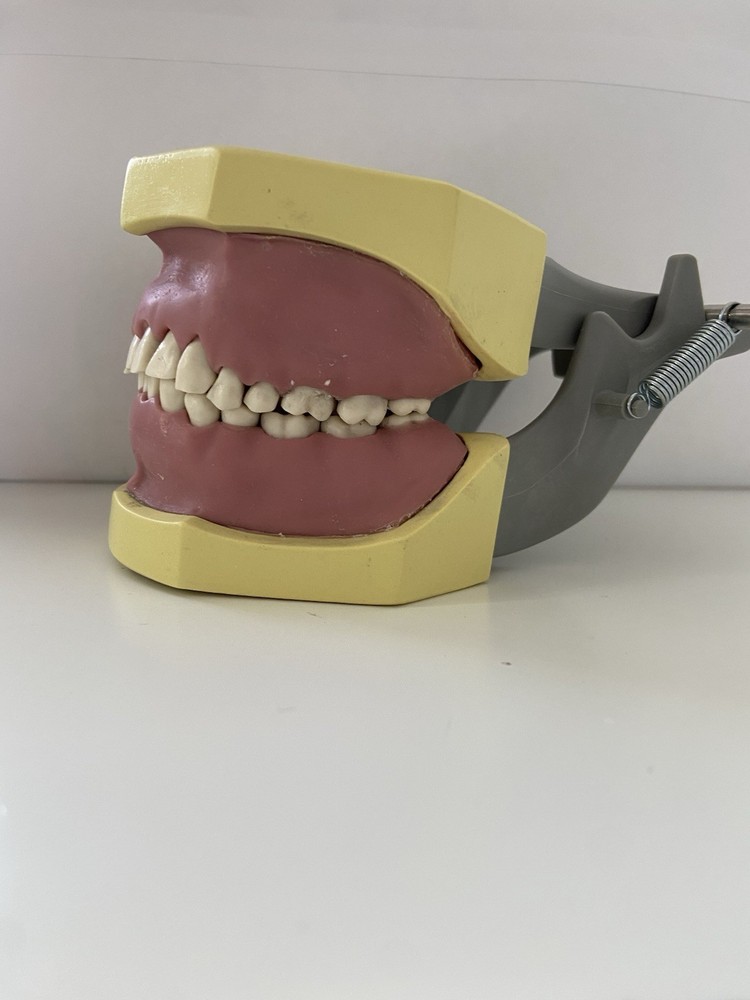 Columbia Dentoform Fit Dental Typodont Model Licensing Exam 31 Removable Teeth