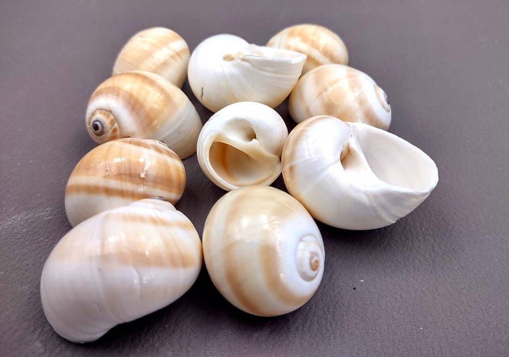 Shark Eye Moon Seashells White Tan (10 shells approx. 1+ inches)