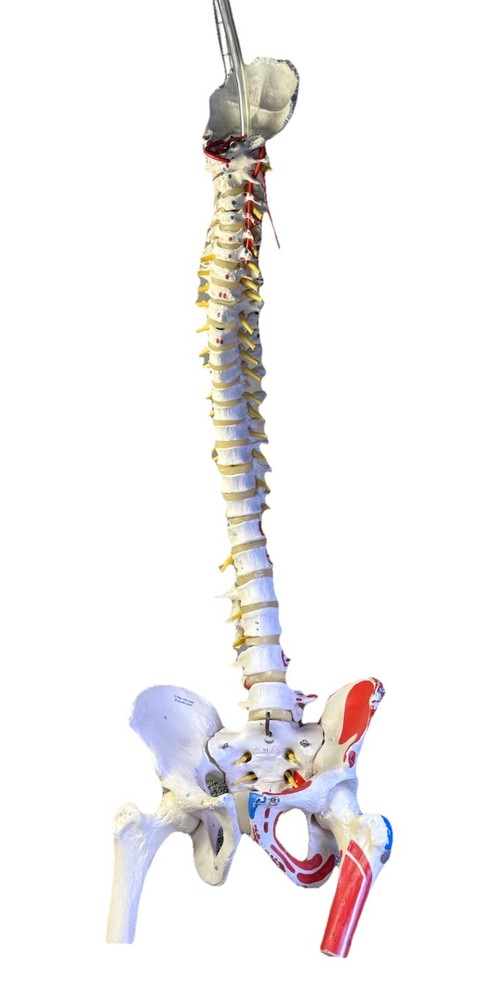 Spine Model Life Size Spinal Cord Model with Vertebrae, Nerves, Arteries *READ*