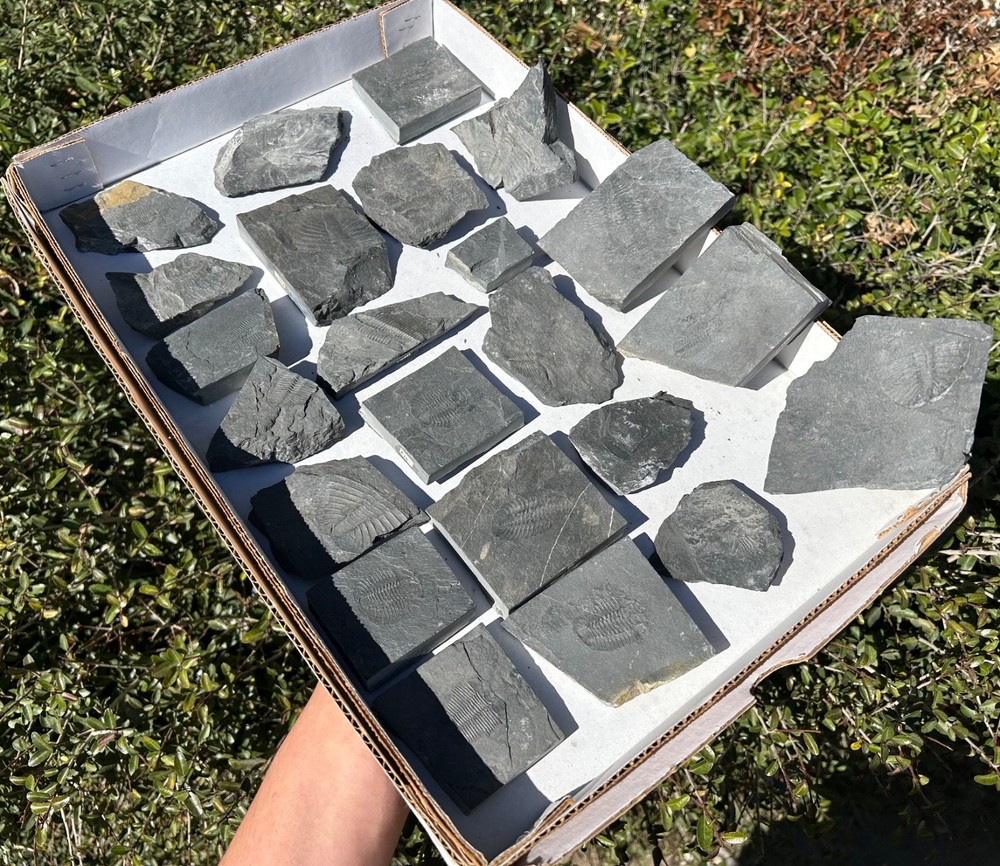 Washington Fossil Trilobites HUGE LOT Ogygopsis etc Metaline fm Bug in Matrix