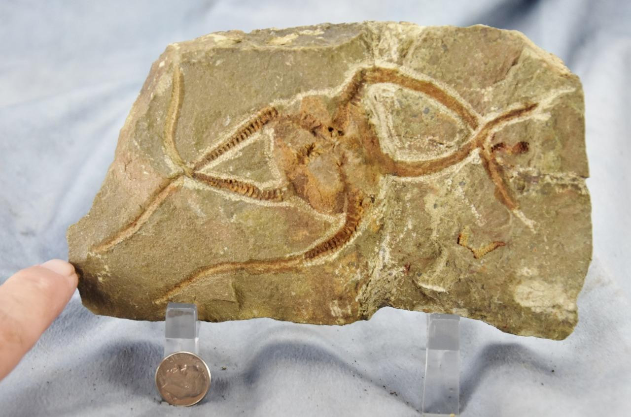 Brittle Star Starfish 450myo FOSSIL 274mm GEOCOMA CORINATA 6.5" 165mm 5019cc