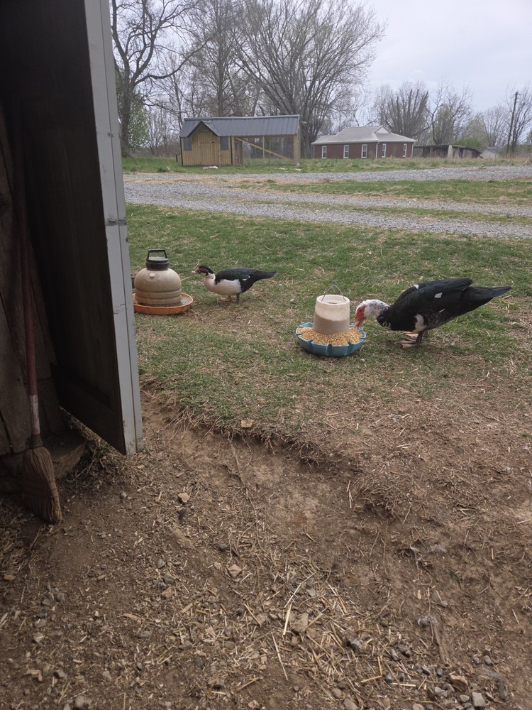 Muscovy Duck Hatching Eggs 12
