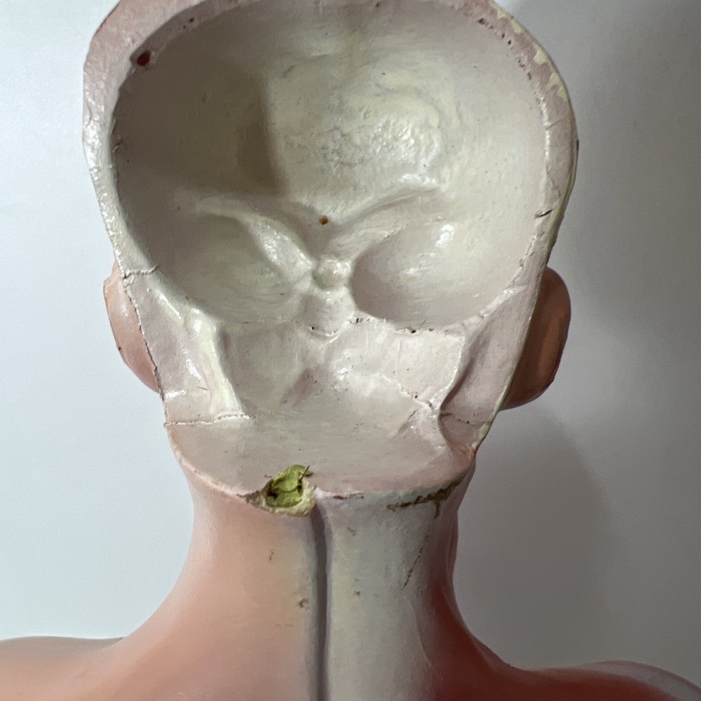 26CM 15 Parts Human Torso Anatomy Model with Removable Internal Organs Teaching