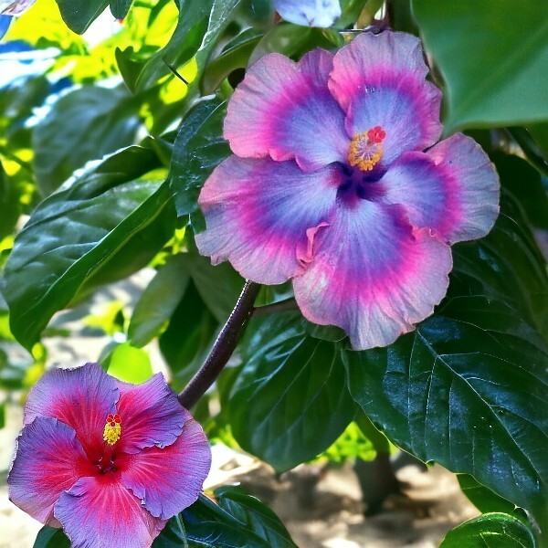 30pcs Multicolor Hibiscus Seeds - Rare Non-GMO Heirloom Variety for Your Garden