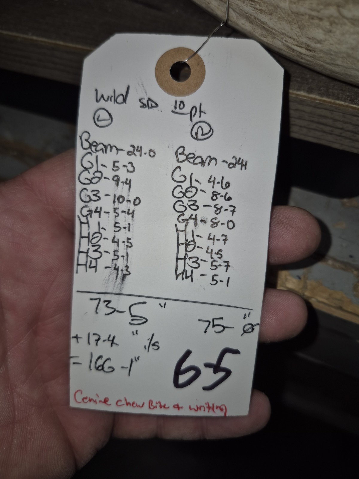 HUGE Wild 10pt 166" Whitetail Deer Skull European Decor Man Cave Taxidermy Buck