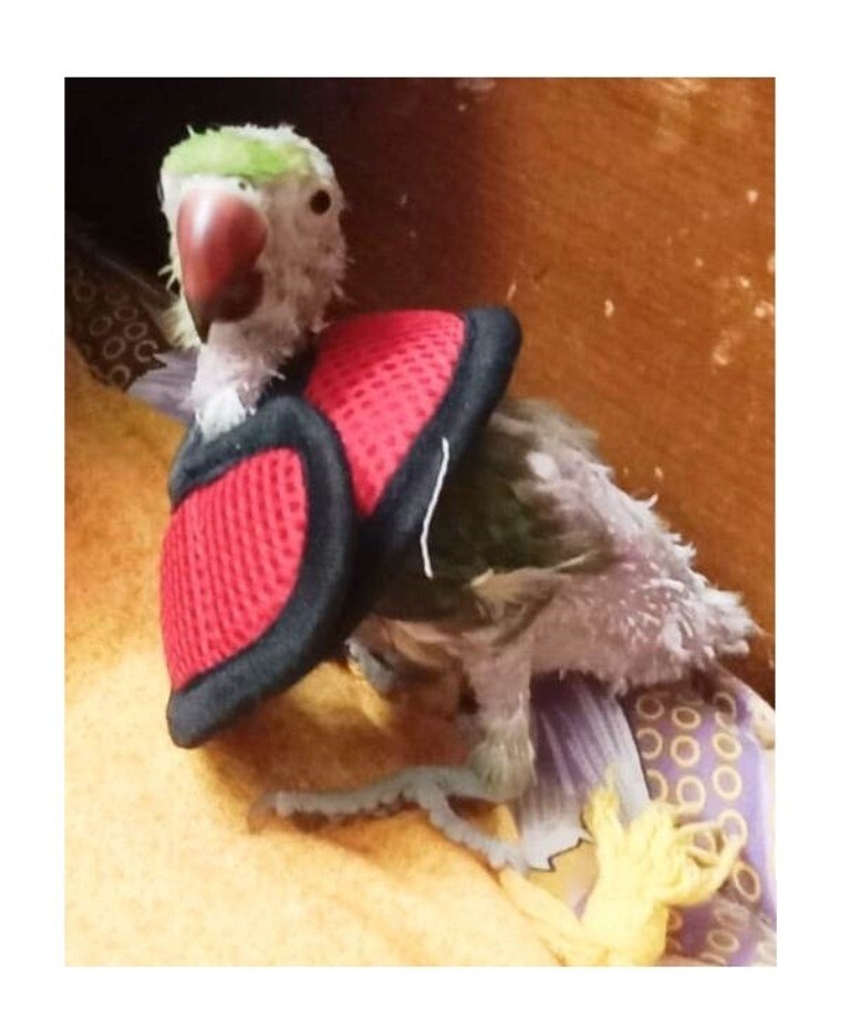 Collar for Parrot - Good