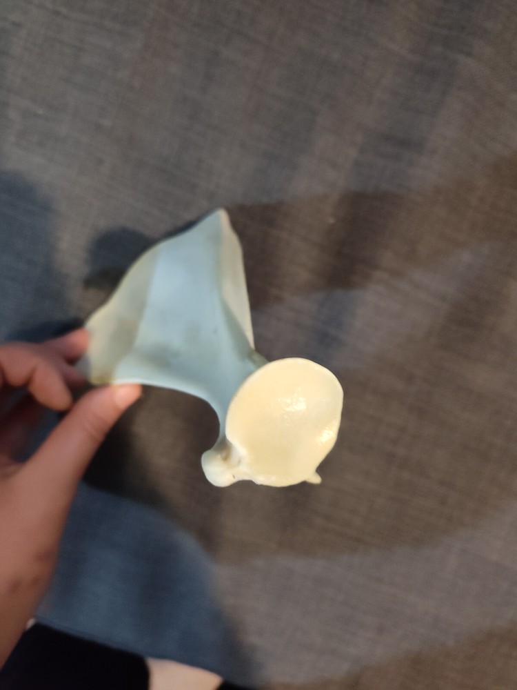 Scapula and Pelvic Bone from Unknown Animal