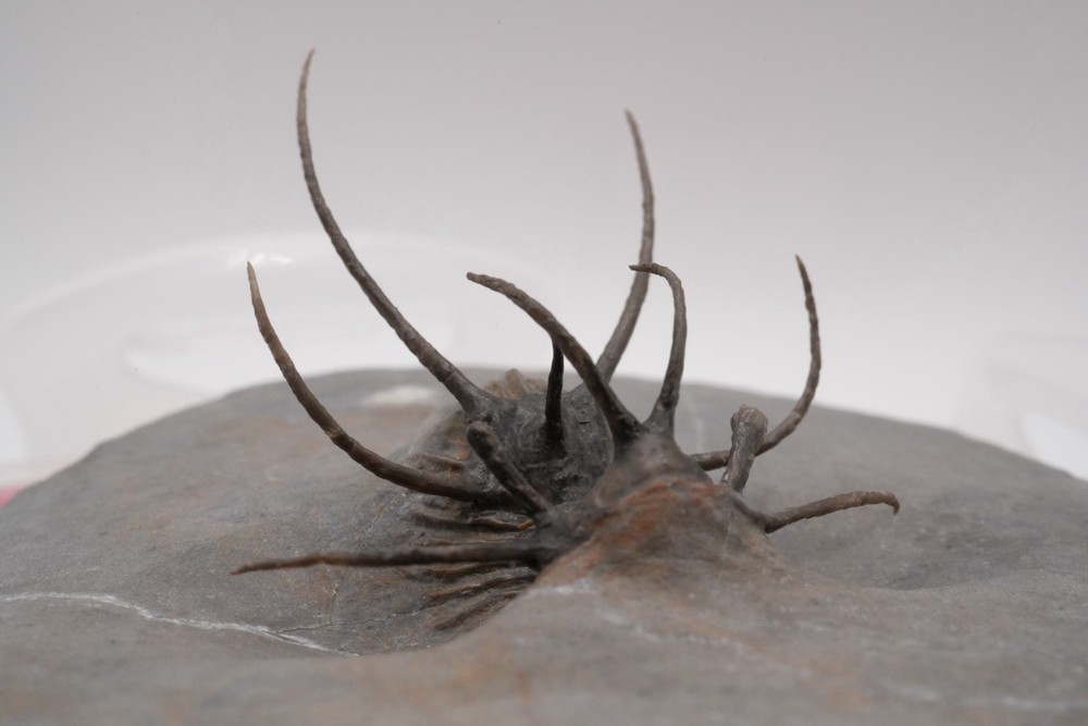trilobites