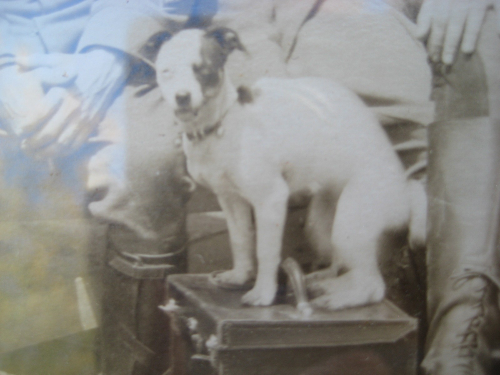 WWI 370th Aero Squadron Yardlong Back From France Named Pilot w/ Jack Russell