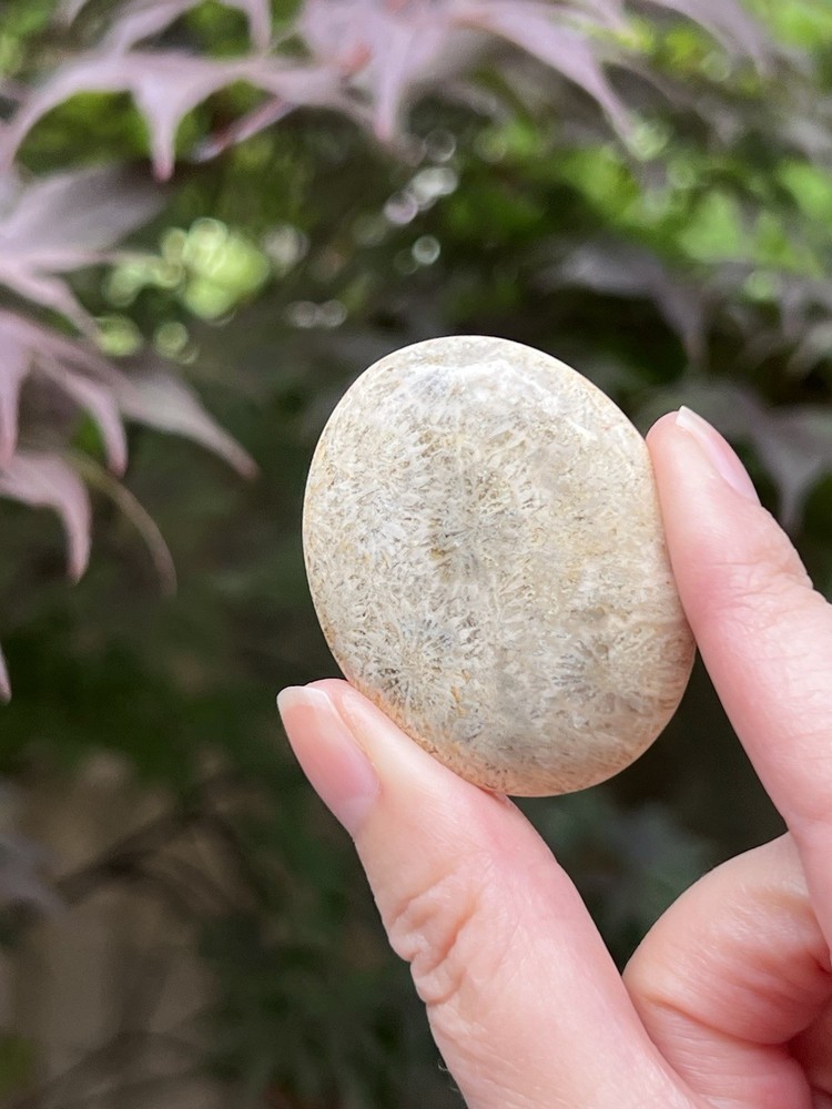 Fossilized Coral Crystal Palmstone AAA+ 39