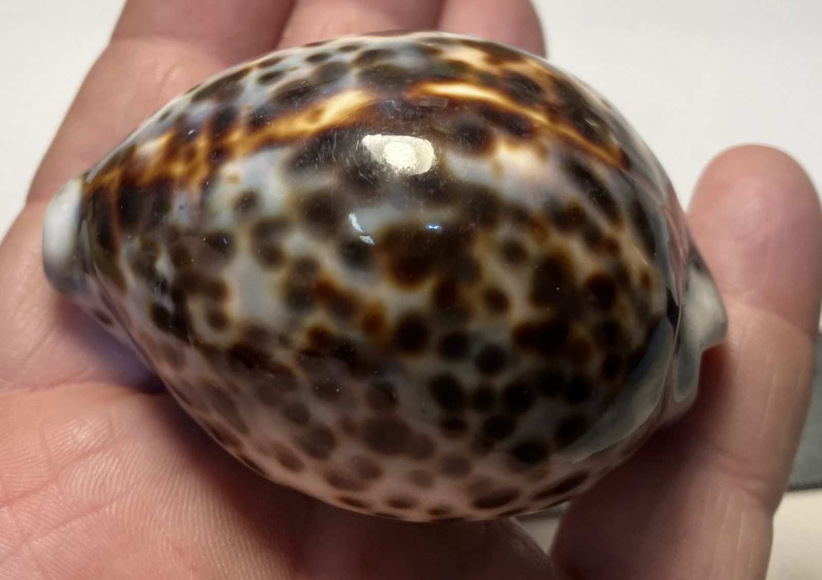 Cypraea tigris. tiger cowrie. Collected in the Philippines . Great Shape. 75mm