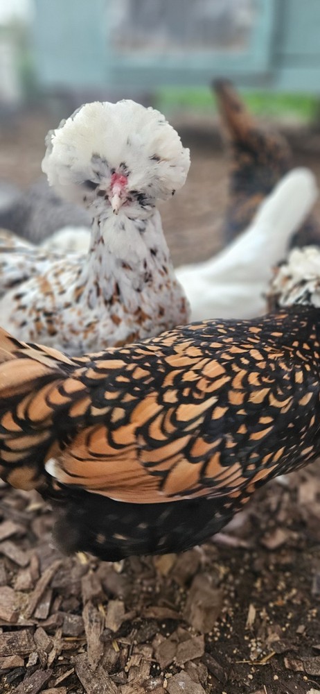 12 Polish Hatching Eggs