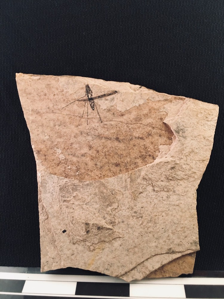 Water Strider, true bug from Canada