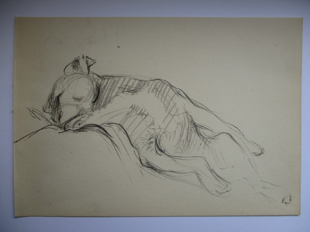 Original Dog Pencil Drawing - Unsigned Circa 1910