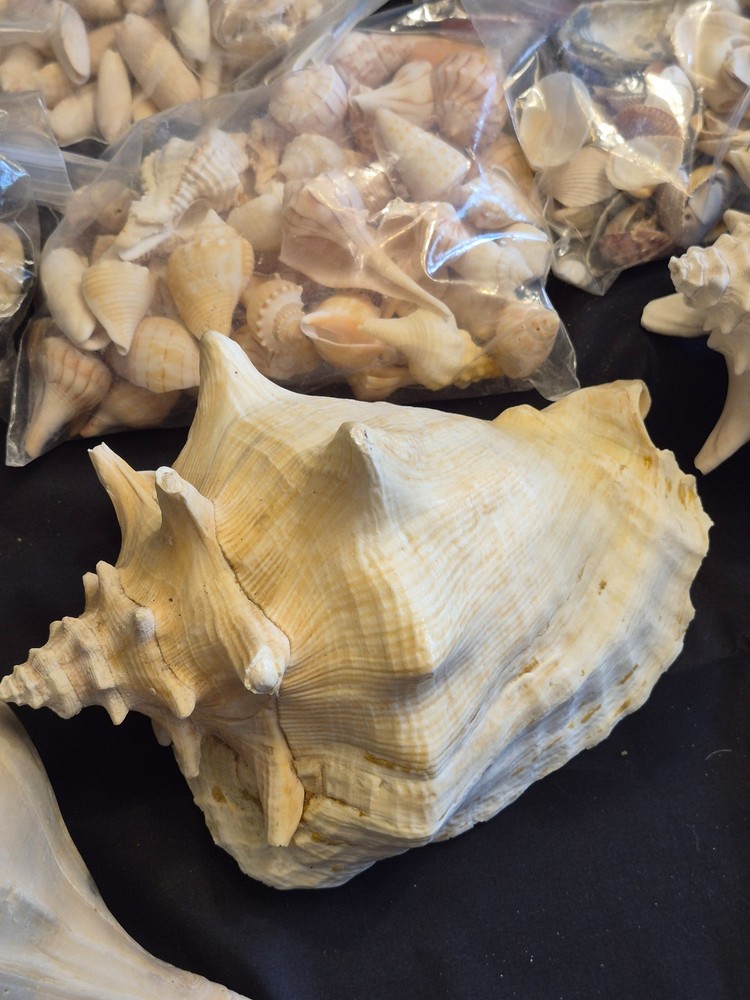 Sea Shells Lot- Over 8 Pounds-Assorted Sizes