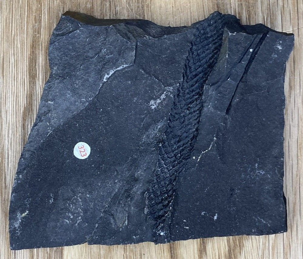 Fossil Specimen, Lepidodendron Stem, Carboniferous, Somerset, 103mm