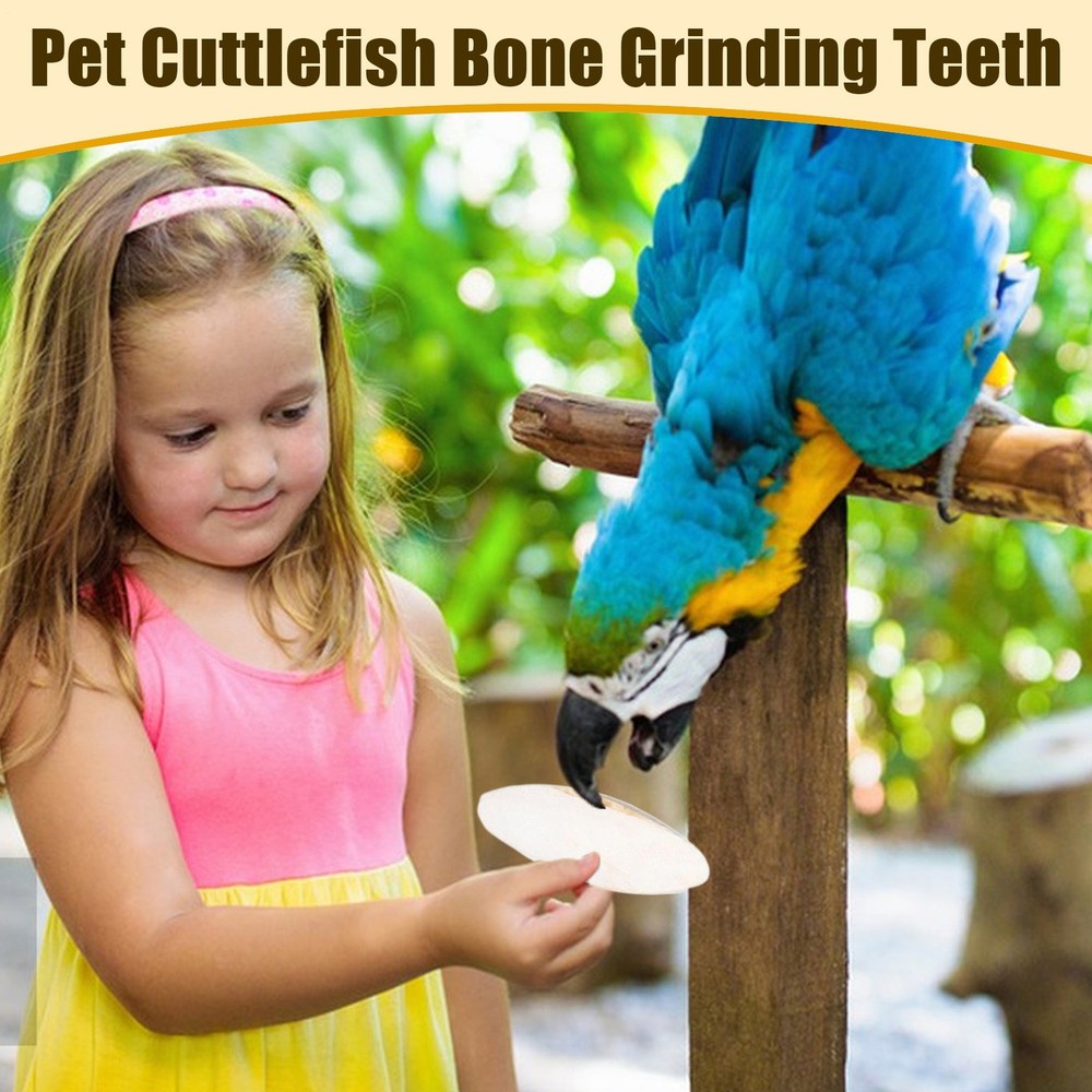 2 Pieces Cuttlefish Bone Natural Cuttlebone Cuttlefish Bone Bird Reptile15-20cm