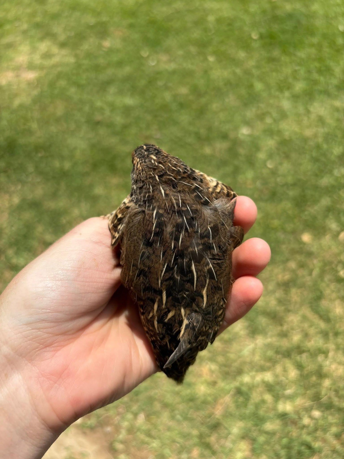 12 Exotic Button Quail Hatching Eggs Chinese Painted SPECIAL RARE ~ TPB Farms 🦚