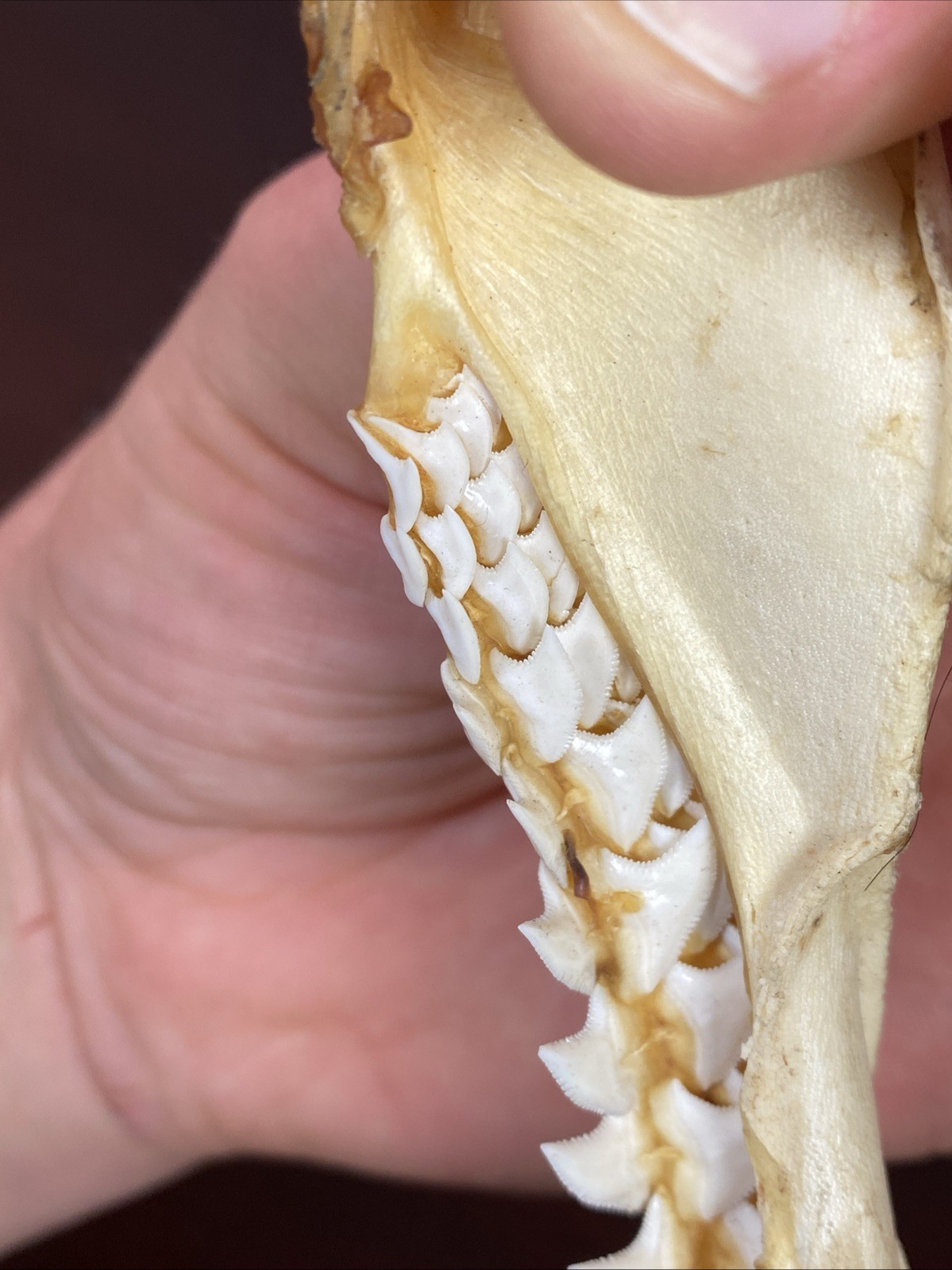 Vintage Bull Shark Jaw Taxidermy 4 Rows Of Teeth 9.5” Wide x6.25” Nautical Decor