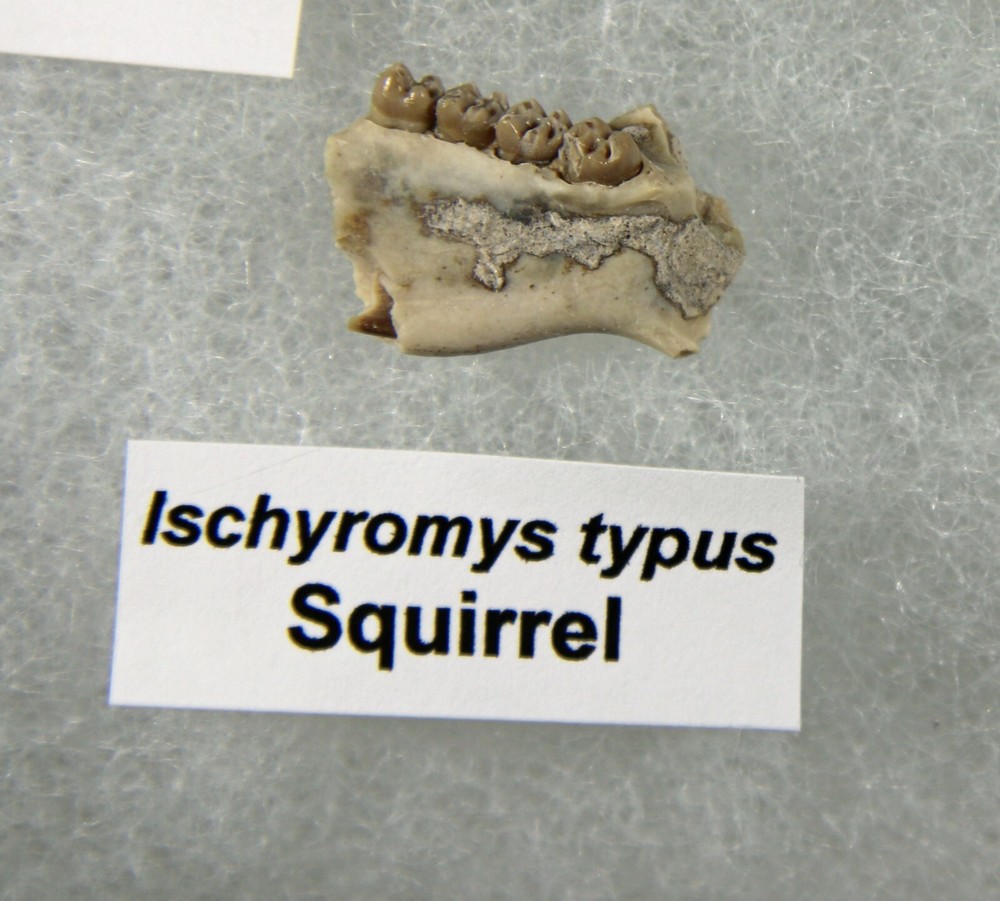 Badlands Fossil Collection – Oligocene, 11 Different