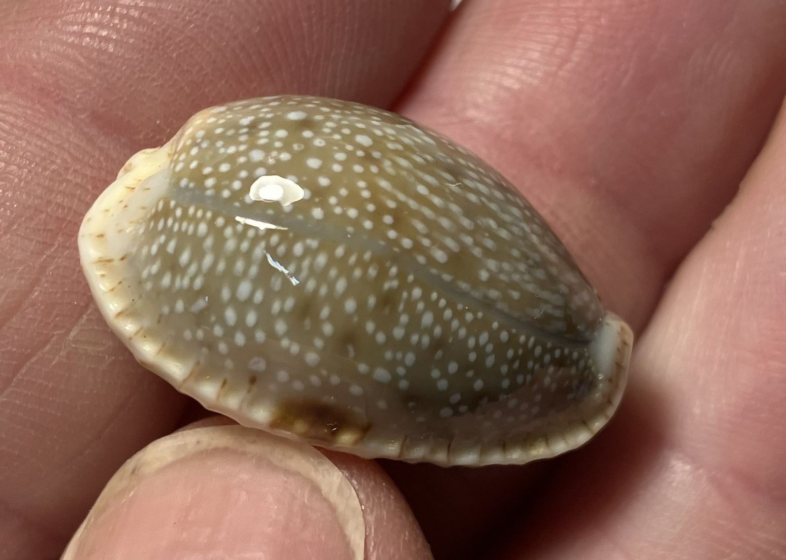 Cypraea collection. 8 shells and 6 species. Great Shape. worldwide collection