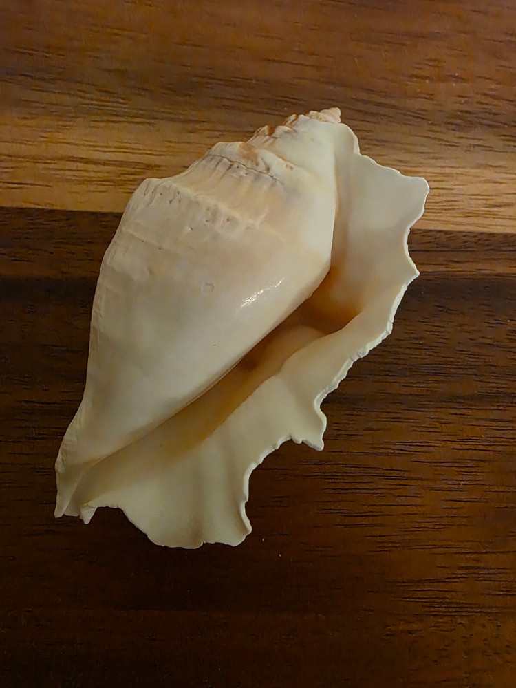 Ocean Seashell Lot - Estate Find