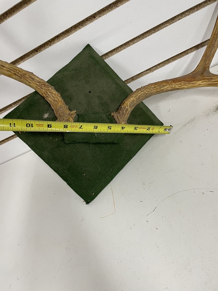 Mounted deer Antlers Wall Accent decoration BL