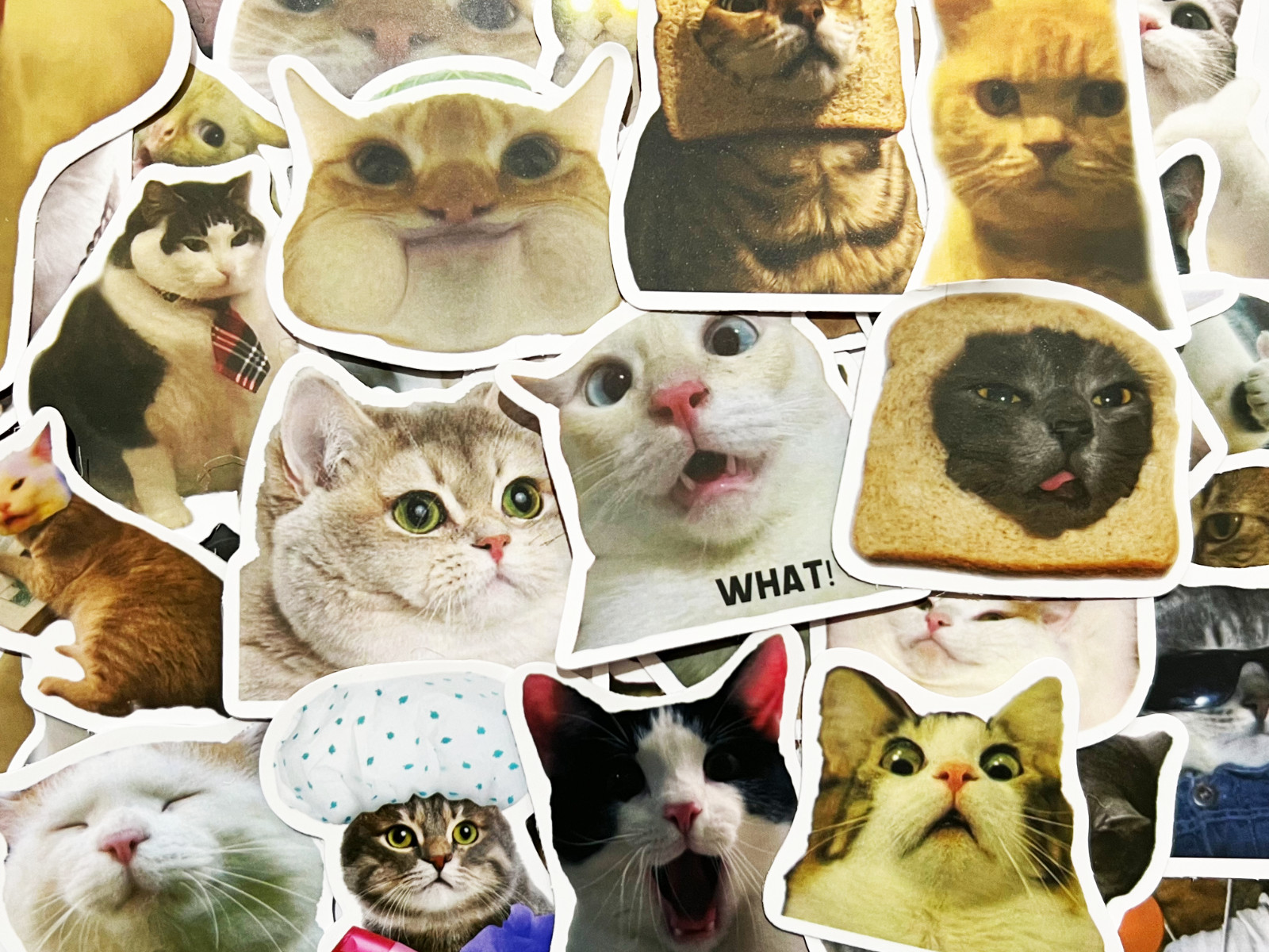 10-50 Cat Meme Stickers Kitty Faces Cute Cats Decals Laptop Phone Water Bottle